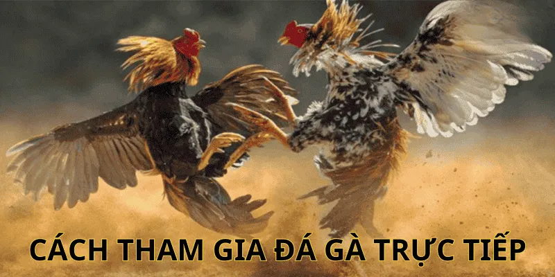 Cách tham gia đá gà trực tiếp